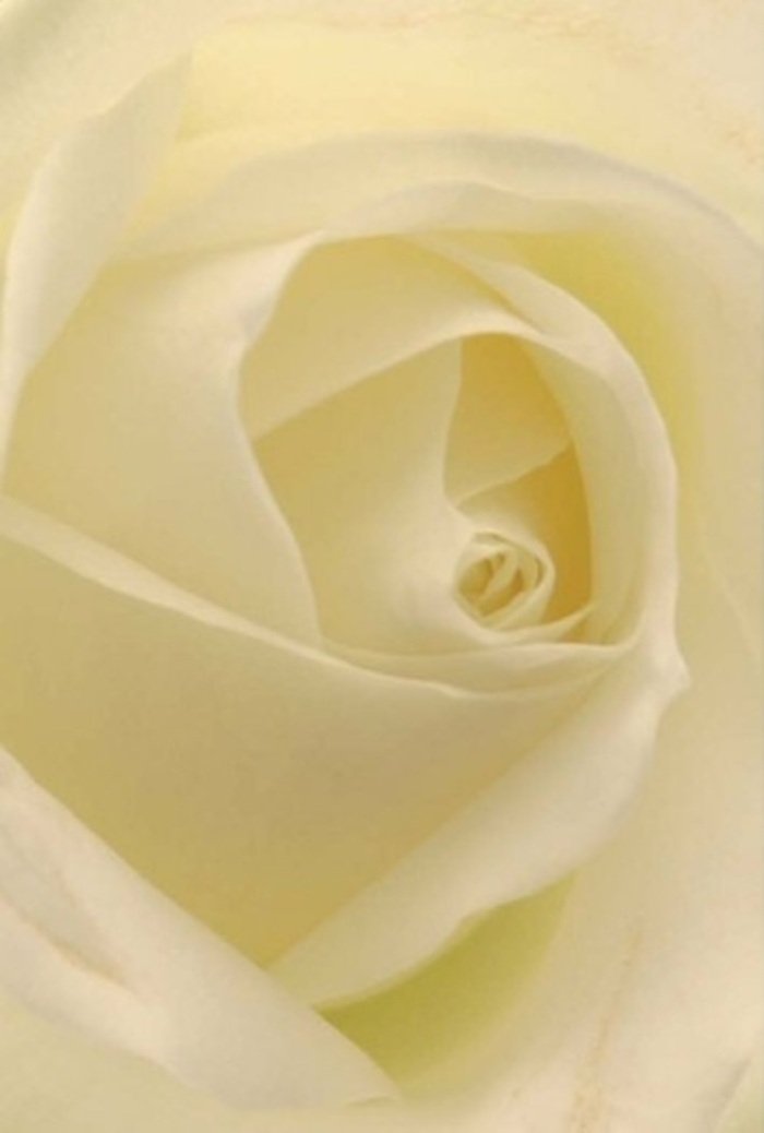 In a close-up that feels almost meditative, this classic white rose seems to radiate the calm and sophistication of Finsbury Park's residential streets. Layers of cream and soft white unfurl gracefully, their surfaces matte and luxuriously smooth, absorbing the mellow daylight as if illuminated from within by the same light that spills across Finsbury Park's open spaces on a tranquil spring morning. The petals spiral toward their flawless core, reflecting patience and persistence-qualities so present in the diverse and creative community surrounding Stroud Green. As a florist in Finsbury Park, I view this bloom as the embodiment of sincerity, making it a top choice for heartfelt apologies, romantic gestures, or thoughtfully composed wedding centrepieces. The near-sheer tips of each outer petal recall freshly opened blooms after gentle rain, while the nuanced play of shadow and light accentuates both the flower's strength and vulnerability. There is an unseen fragrance here-clean and understated, recalling the awakening of a city garden at dawn. Crafted with care by Flowers Finsbury Park, every detail in this composition speaks to both natural artistry and the hands-on expertise that makes every bouquet truly special within our local North London community.